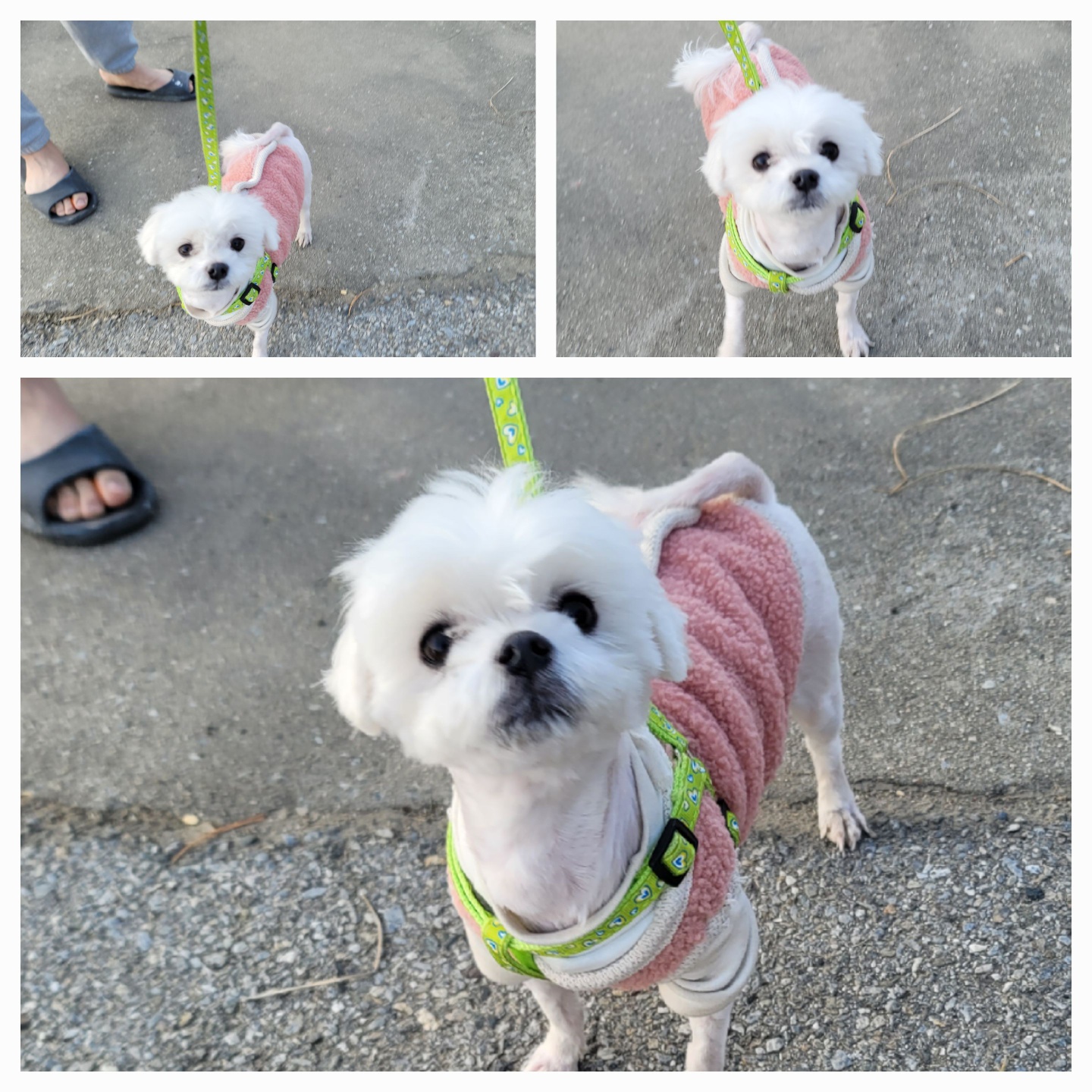 종료(반환) 말티즈…